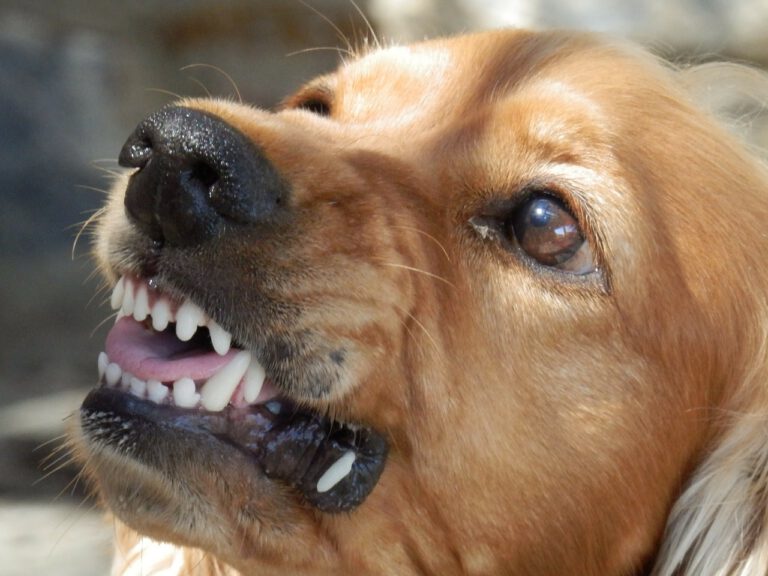 dog, angry dog, aggressive-329280.jpg